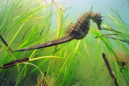 Seahorse in seagrass